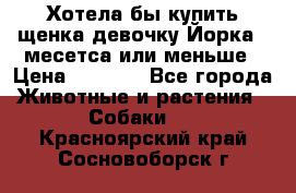 Хотела бы купить щенка девочку Йорка 2 месетса или меньше › Цена ­ 5 000 - Все города Животные и растения » Собаки   . Красноярский край,Сосновоборск г.